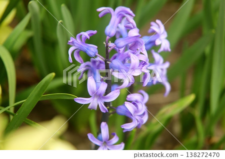 Hyacinths wet with rain Hyacinths wet with rain 138272470