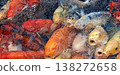 五彩斑斕的錦鯉魚群（背景素材） 138272658