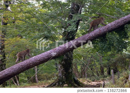 Two Japanese macaques walking on a fallen tree 138272866