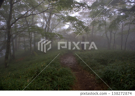 一條籠罩在薄霧和茂密綠蔭中的神秘山間小徑。 138272874