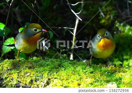 Beautiful Red-breasted Flycatcher 138272936