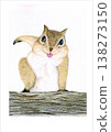 squirrel illustration 138273150