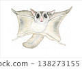 Flying squirrel illustration 138273155