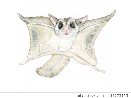 飛鼠插圖 138273155