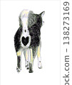 Shiba Inu, back view, illustration 138273169