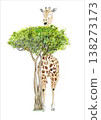 Giraffe and Tree Illustration 138273173