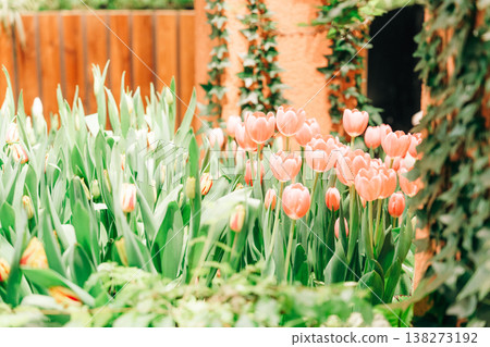 富山的美麗鬱金香 138273192