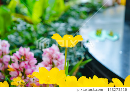 Beautiful tulips in Toyama 138273216