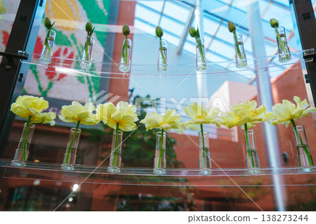 Beautiful tulips in Toyama Beautiful tulips in Toyama 138273244