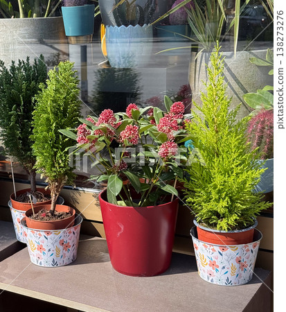 Potted lemon cypress, skimmia japonica and small conifer plants displayed outdoors near shop window. Urban gardening, decorative greenery, container planting, seasonal plant arrangement Potted lemon cypress, skimmia japonica and small conifer plants displayed outdoors near shop window. Urban gardening, decorative greenery, container planting, seasonal plant arrangement 138273276