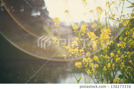 Collaboration of cherry blossoms and rape flowers Collaboration of cherry blossoms and rape flowers 138273338