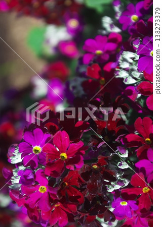 鮮豔的紅紫色報春花 鮮豔的紅紫色報春花 138273379