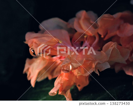 一月,植物園裡盛開的花朵,花瓣上滴落著一滴美麗的水珠。 一月,植物園裡盛開的花朵,花瓣上滴落著一滴美麗的水珠。 138273430