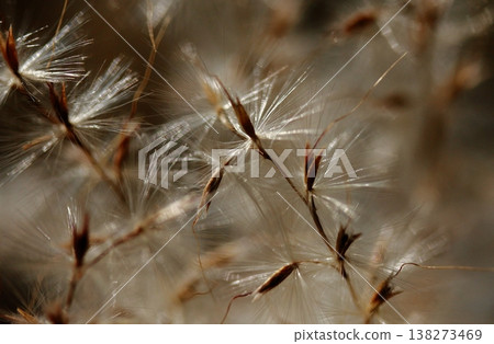 Close-up of the tips of pampas grass plumes, with a blurred background. Close-up of the tips of pampas grass plumes, with a blurred background. 138273469