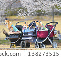可愛的威爾斯柯基犬享受著春日陽光和櫻花。 138273515