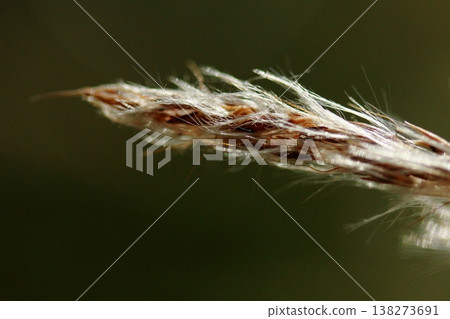 Close-up of the tip of a pampas grass plume Close-up of the tip of a pampas grass plume 138273691