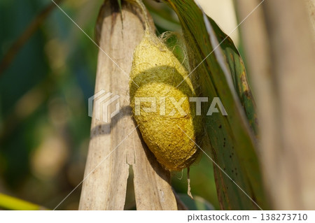 Yamamayu的繭 138273710