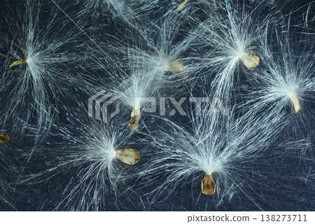 Asclepias seeds Asclepias seeds 138273711