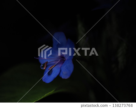 Macro photography at the botanical garden in January: a beautiful single drop of water resting on the tip of the stamen of a Verbena bonariensis flower, showcasing its vibrant blue petals. Macro photography at the botanical garden in January: a beautiful single drop of water resting on the tip of the stamen of a Verbena bonariensis flower, showcasing its vibrant blue petals. 138273768