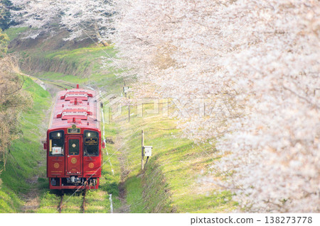 一排排櫻花樹和“琴琴”(平成築豐鐵道) 一排排櫻花樹和“琴琴”(平成築豐鐵道) 138273778