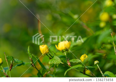 The vibrant yellow buds and flowers of the Japanese kerria adorn the spring garden. The vibrant yellow buds and flowers of the Japanese kerria adorn the spring garden. 138273858