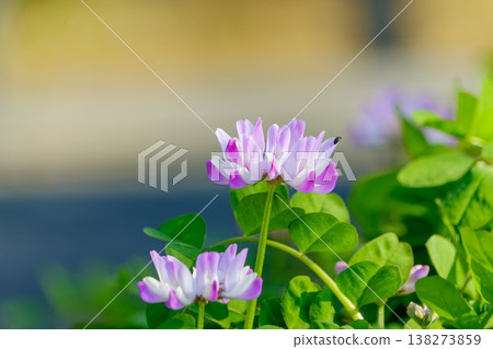鄉村景色中盛開著嬌嫩的粉紅色蓮花 鄉村景色中盛開著嬌嫩的粉紅色蓮花 138273859