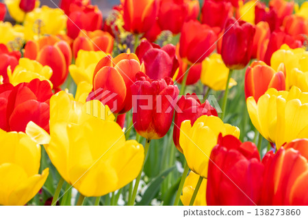 A flowerbed overflowing with colorful tulips in full bloom. 138273860