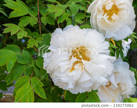 Large, proudly blooming white peonies and fresh green leaves Large, proudly blooming white peonies and fresh green leaves 138273862