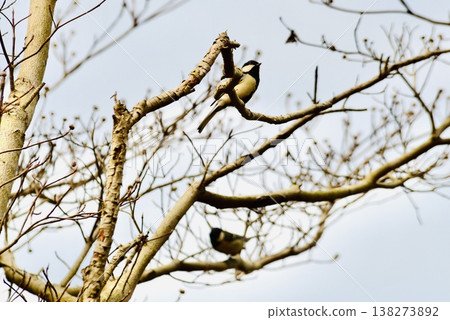 一對大山雀棲息在樹枝上 138273892