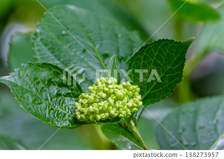 Hydrangea buds and green leaves, glistening with raindrops, shine brightly. Hydrangea buds and green leaves, glistening with raindrops, shine brightly. 138273957