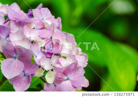 Hydrangeas bathed in soft pastel light Hydrangeas bathed in soft pastel light 138273971
