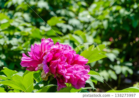 The magnificent and vibrant peony flowers that adorn early summer. The magnificent and vibrant peony flowers that adorn early summer. 138273997