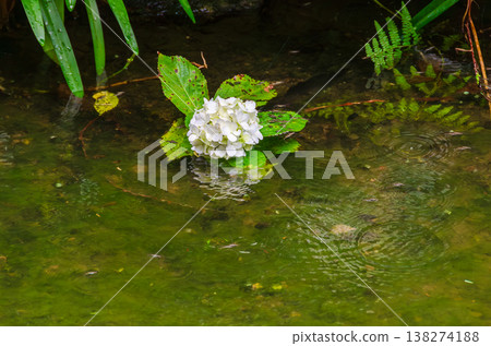 白色的繡球花漂浮在水面上，水黽在水面上激起漣漪。 138274188