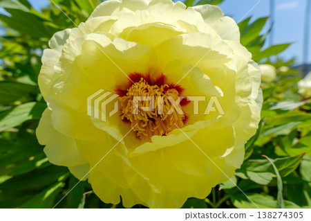The arrival of early summer, when large yellow peonies bloom magnificently. 138274305