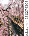 A stream and spring walking path surrounded by weeping cherry blossoms 138274306