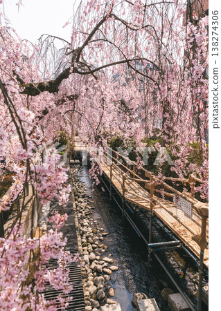 A stream and spring walking path surrounded by weeping cherry blossoms 138274306
