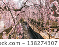 A stream and spring walking path surrounded by weeping cherry blossoms 138274307