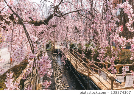 A stream and spring walking path surrounded by weeping cherry blossoms A stream and spring walking path surrounded by weeping cherry blossoms 138274307