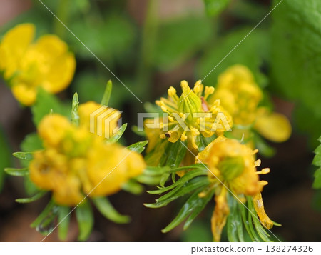 濕的花朵 138274326