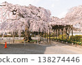 A park path lined with weeping cherry trees in full bloom and other spring flowers. 138274446