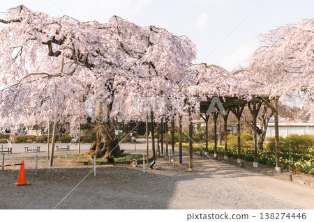 公園小徑兩旁種滿了盛開的垂枝櫻花和其他春花。 138274446