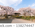 A park path lined with weeping cherry trees in full bloom and other spring flowers. 138274447