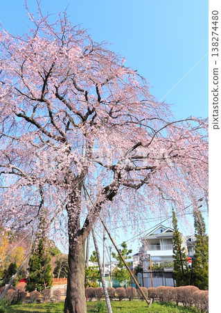 東京府中市東鄉寺的垂枝櫻花樹 東京府中市東鄉寺的垂枝櫻花樹 138274480