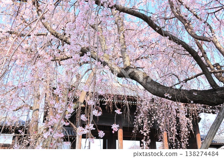 東京府中市東鄉寺的垂枝櫻花樹 東京府中市東鄉寺的垂枝櫻花樹 138274484
