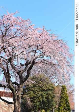 東京府中市東鄉寺的垂枝櫻花樹 東京府中市東鄉寺的垂枝櫻花樹 138274488