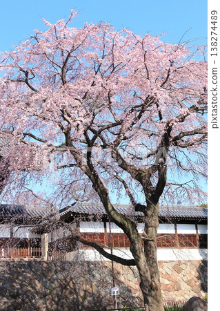 東京府中市東鄉寺的垂枝櫻花樹 東京府中市東鄉寺的垂枝櫻花樹 138274489