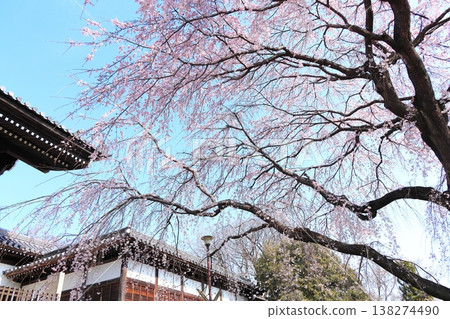 東京府中市東鄉寺的垂枝櫻花樹 東京府中市東鄉寺的垂枝櫻花樹 138274490