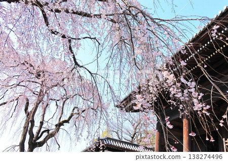 Weeping cherry tree at Togo-ji Temple in Fuchu City, Tokyo 138274496