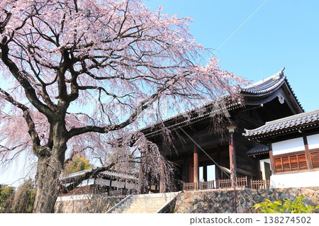東京府中市東鄉寺的垂枝櫻花樹 東京府中市東鄉寺的垂枝櫻花樹 138274502
