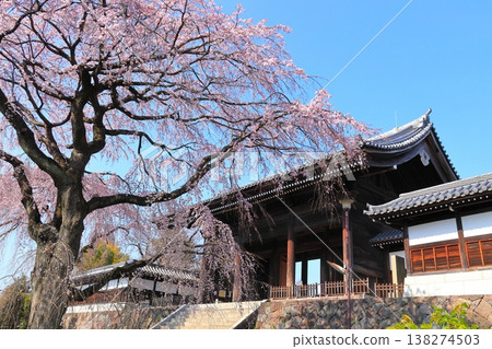 東京府中市東鄉寺的垂枝櫻花樹 東京府中市東鄉寺的垂枝櫻花樹 138274503